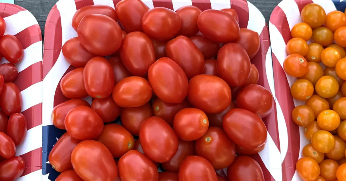 Master Gardeners pick their favorite tomatoes | Fresno Gardening Green